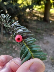Taxus baccata