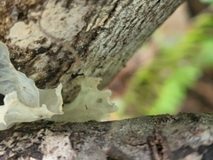 Tremella fuciformis