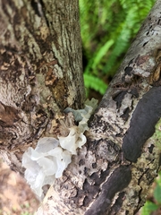 Tremella fuciformis