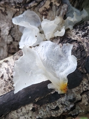 Tremella fuciformis