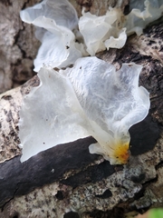 Tremella fuciformis