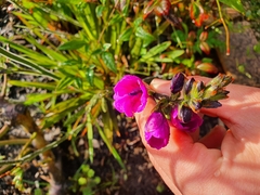 Babiana angustifolia
