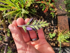 Babiana angustifolia