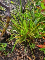 Babiana angustifolia