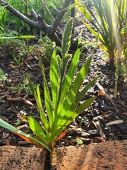 Babiana angustifolia