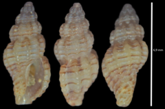 Cyrillia linearis