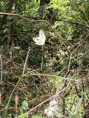 Pieris cheiranthi benchoavensis