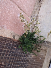 Chaenorhinum origanifolium crassifolium