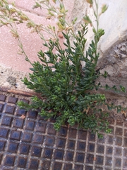 Chaenorhinum origanifolium crassifolium