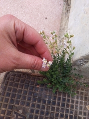 Chaenorhinum origanifolium crassifolium