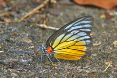Prioneris philonome