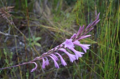 Watsonia knysnana