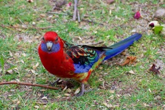 Platycercus elegans × eximius