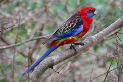 Platycercus elegans × eximius