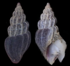 Propebela rufa