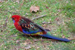 Platycercus elegans × eximius