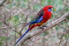 Platycercus elegans × eximius