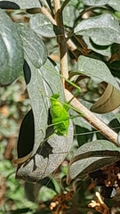 Phaneroptera nana