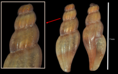Mangelia attenuata