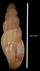Mangelia attenuata