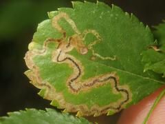 Stigmella splendidissimella