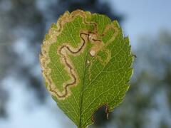 Stigmella splendidissimella