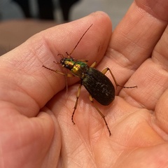 Coleoptera