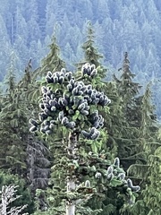 Abies amabilis