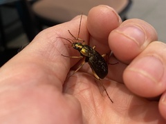 Coleoptera