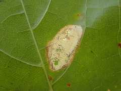 Phyllonorycter joannisi
