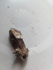 Mesoligia furuncula