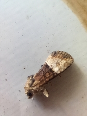 Mesoligia furuncula