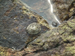 Chthamalus challengeri