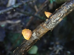 Pleuroflammula praestans