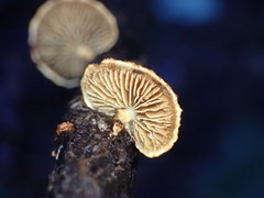 Pleuroflammula praestans