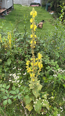 Verbascum