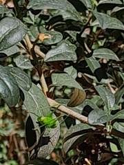Phaneroptera nana