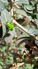 Phaneroptera nana
