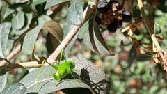 Phaneroptera nana