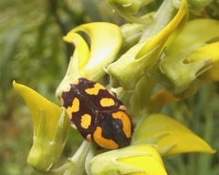 Clinteria klugi