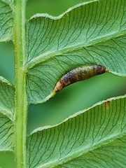 Dasineura pteridicola