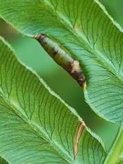 Dasineura pteridicola