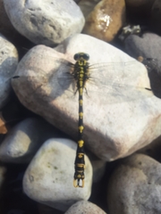 Onychogomphus uncatus