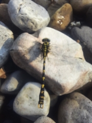 Onychogomphus uncatus