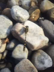 Onychogomphus uncatus