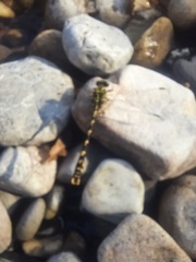 Onychogomphus uncatus