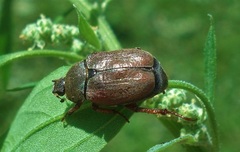 Hoplia praticola