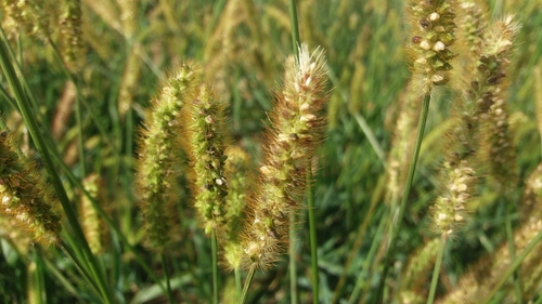 mohár sivý (Setaria pumila)