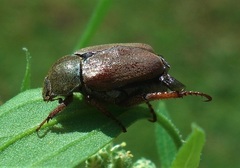 Hoplia praticola