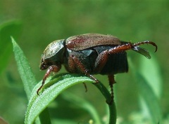 Hoplia praticola